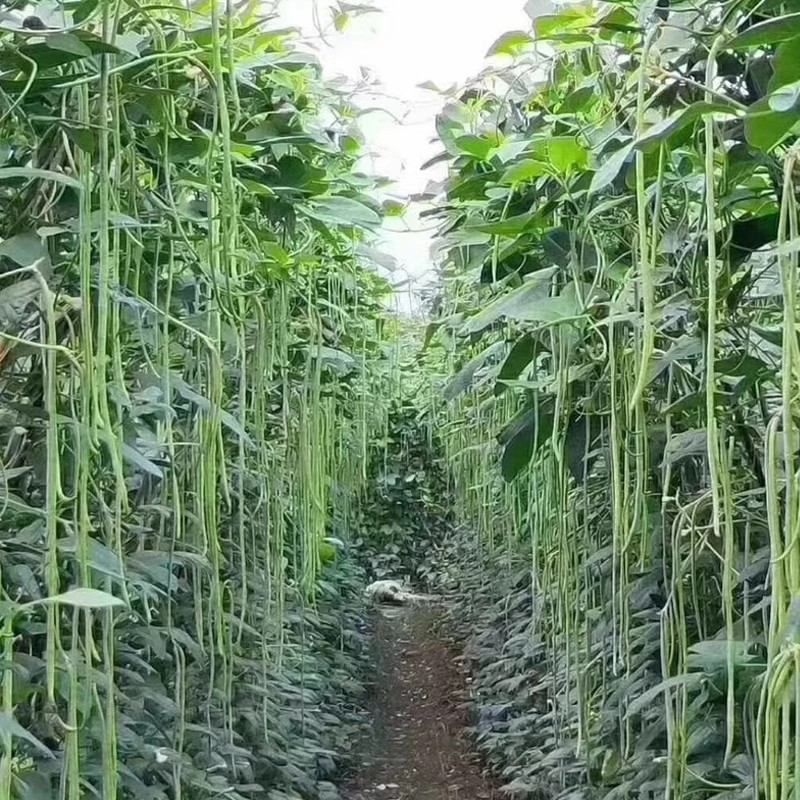 豇豆种子蔬菜种籽长四季豆芸豆春秋季豆角大全孑种苗豆种紫根无架 - 图1