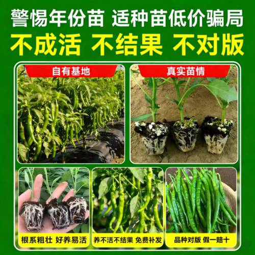 椒秧苗小辣椒朝天椒螺丝椒金条椒大全种籽阳台开花高产不辣薄皮 - 图3