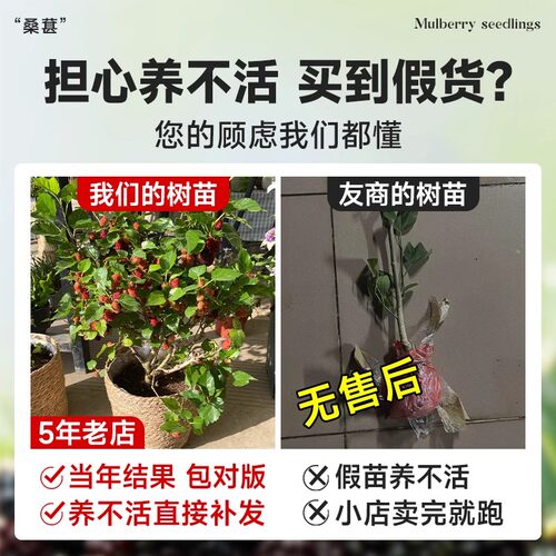 桑葚树苗嫁接无籽大十果桑苗当年结果南北方种植台湾四季长果盆栽 - 图0