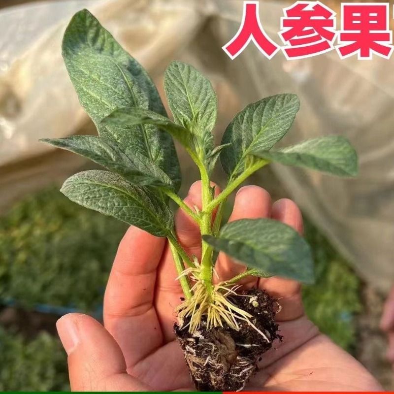 当年结果人参果苗茄盆栽人生果树仙桃果树苗食用长寿果苗种植带土-图2