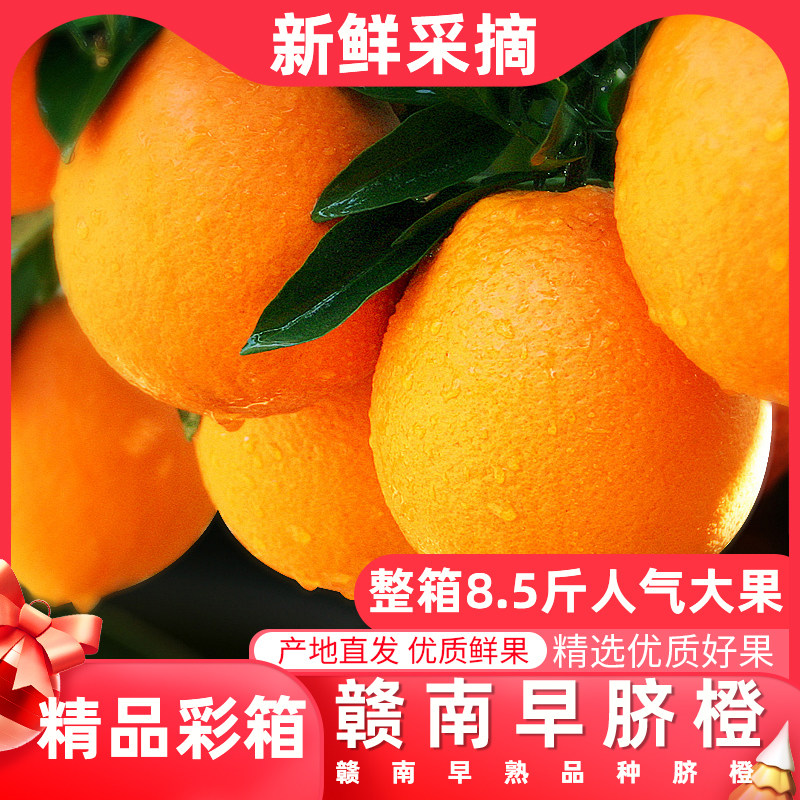 正宗赣南早脐橙精品彩箱装5斤精品水果纽荷尔脐橙新鲜水果汁橙子