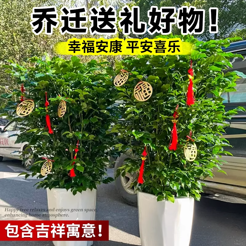 幸福树客厅绿植大型盆栽高级感植物除甲醛室内好养高端大气上档次 - 图2
