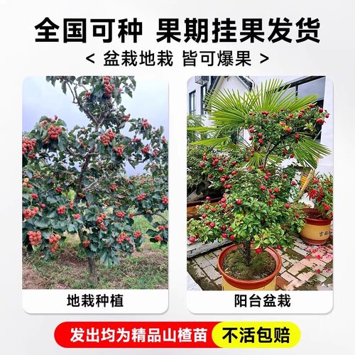 嫁接北方山楂树活苗大金星南方种植矮化无籽甜山楂树苗当年结果树 - 图3