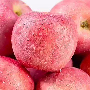 山西红富士苹果净重4.5斤[1元优惠券]-寻折猪