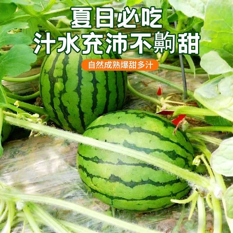 果园直发新鲜西瓜2k早春红玉西瓜手撕薄皮一整箱有籽无籽水果糖丸