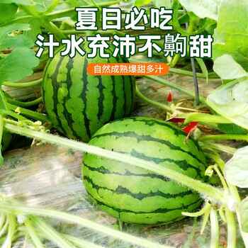 下拉到手15！早春红玉西瓜4.5斤（2-3个）券后15元包邮