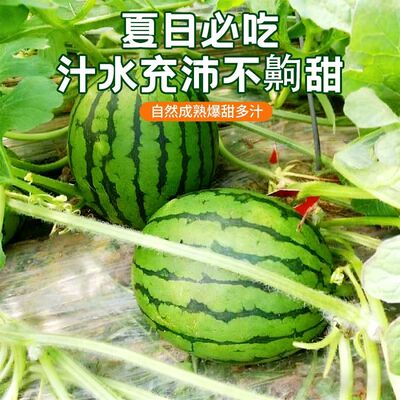 果园直发新鲜西瓜2k早春红玉西瓜手撕薄皮一整箱有籽无籽水果糖丸
