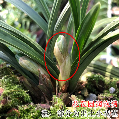 春兰带花苞名贵兰花苗矮种好养室内花卉绿植盆栽大富贵客厅办公桌 - 图2