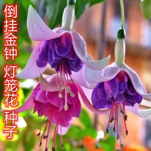 灯笼花花种子倒挂金钟爬藤垂吊室内盆栽香草植物四季播种花卉种子 - 图1