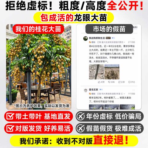 精品龙眼树苗嫁接果树苗储良石硖桂圆带特大号带土球南方庭院种植 - 图3