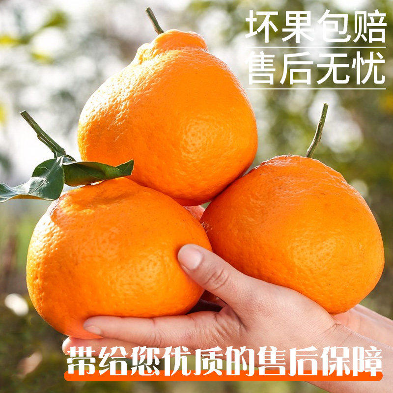 正宗四川春见耙耙柑粑粑柑橘子现摘发货水果应当季新鲜整箱丑桔10,淘宝优惠券,粉丝福利购,淘宝优惠卷