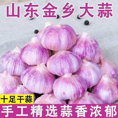 山东金乡原产地直发大蒜当季大蒜头干货炒菜调味辛辣味浓郁 - 图1