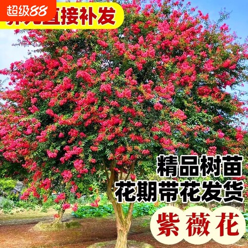 红花紫薇树苗绿化树盆栽四季花卉植物阳台室外庭院紫薇大苗百日红 - 图0