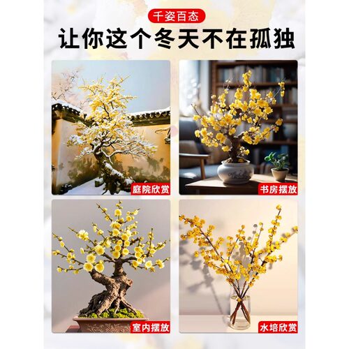 腊梅花树苗盆栽耐寒庭院老桩红梅花卉盆景冬季带花苞室内室外开花 - 图3