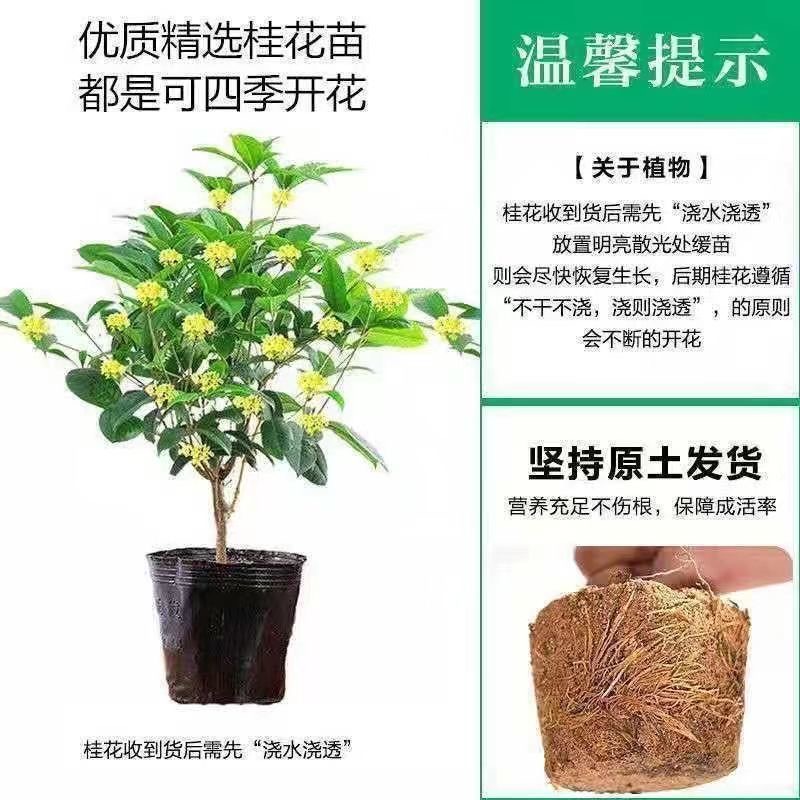 四季开花桂花树苗盆栽花卉绿植室内好养的花苗易活客厅室外观赏-图2