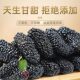 Authentic Xinjiang dried mulberries, specialty high-quality dried fruits, sand-free large fruits soaked in water, wine, wolfberry tea, fresh dried fruits
