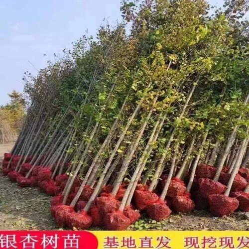 银杏树活苗金叶别墅庭院绿化风景大树苗行道树南北方种植老桩花木 - 图0