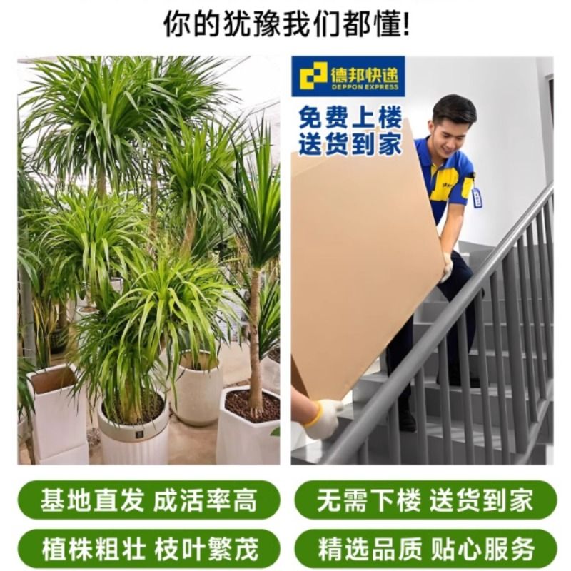 龙血树大型室内盆栽多头龙须树绿植客厅办公室龙铁树植物造型盆景 - 图0