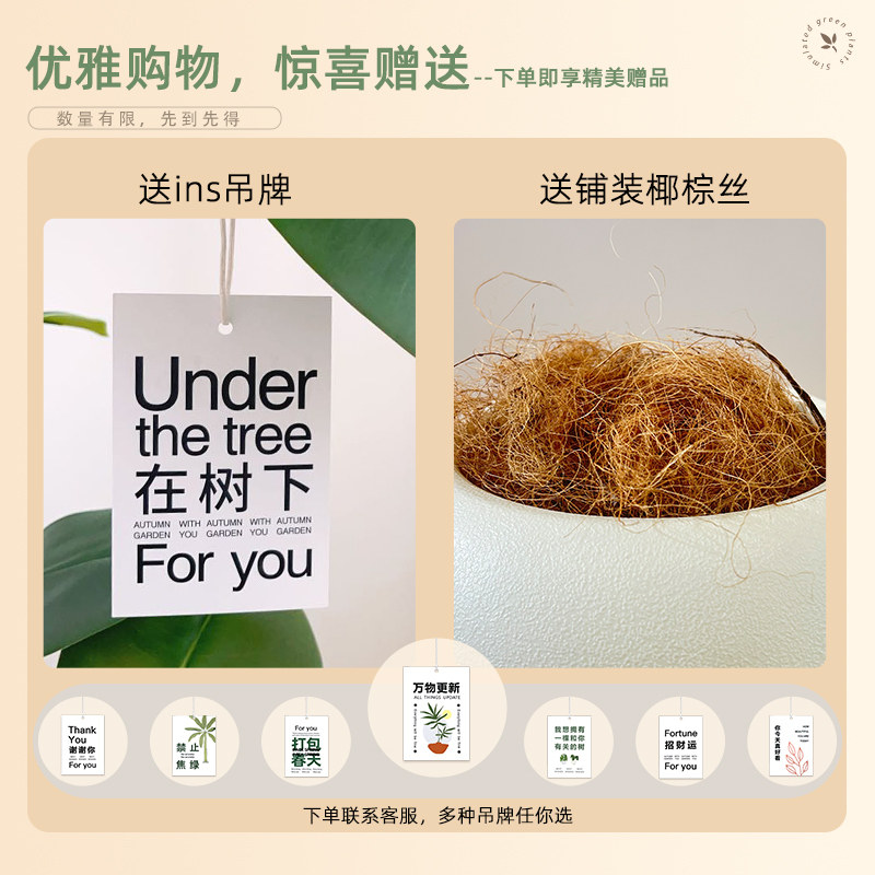 植物黑金件客厅高级感装饰摆刚室内沙发电视柜旁假树仿新品,淘宝优惠券,粉丝福利购,淘宝优惠卷