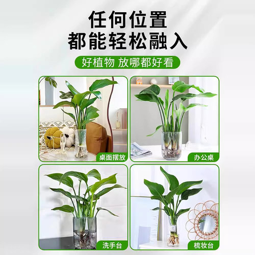 天堂鸟水培植物盆栽客厅室内花卉四季常青好养绿植办公室鹤望兰 - 图3