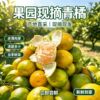 宜昌现采现摘早熟蜜橘4.5斤