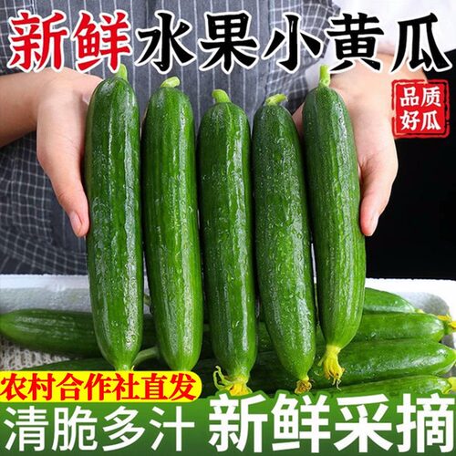 寿光新鲜现摘水果小黄瓜嫩青瓜生吃蘸酱脆甜无刺小青瓜头茬精品 - 图3