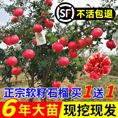 石榴树树苗突尼斯软籽石榴苗盆栽庭院果树甜石榴种植水果嫁接结果 - 图1