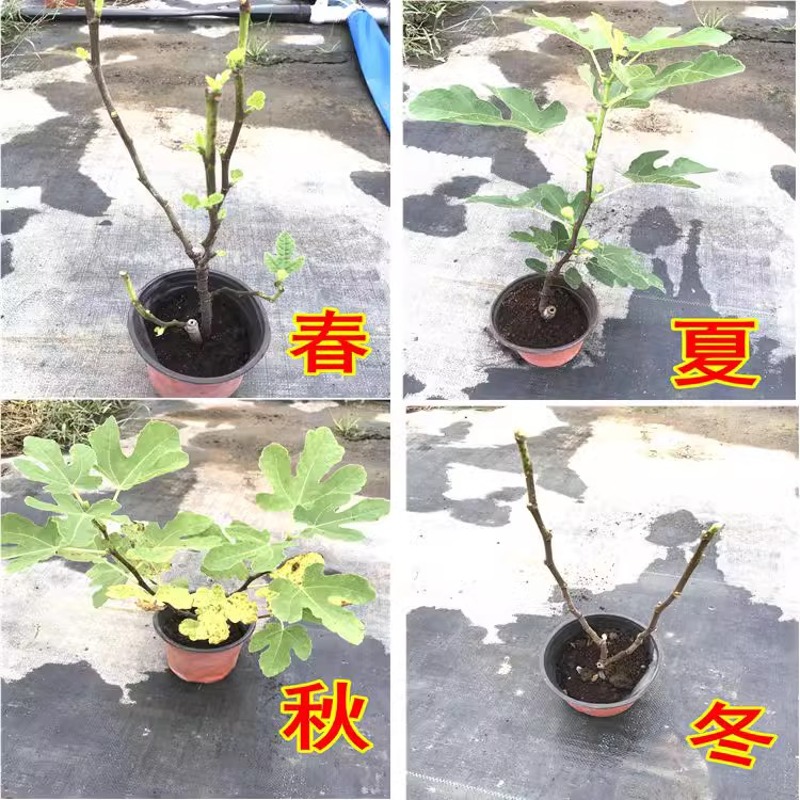 无花果树苗盆栽水果苗特大南北方阳台种植地栽当年结果带土基地