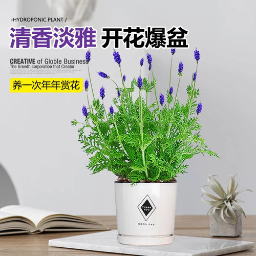 薰衣草盆栽室内驱蚊植物羽叶普罗旺斯花苗四季开花卉室外花期耐寒 - 图2