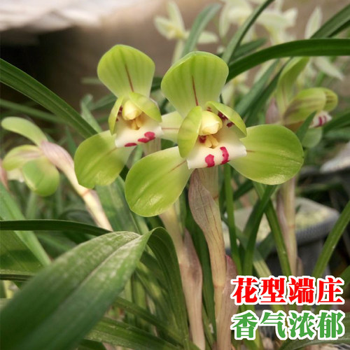 春兰带花苞名贵兰花苗矮种好养室内花卉绿植盆栽大富贵客厅办公桌 - 图0