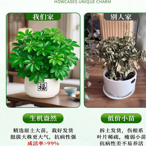 鸭脚木盆栽绿植八方来财植物发财树客厅旺宅室内招财桌面盆景四季 - 图0