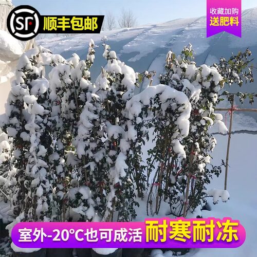 红木香花苗爬藤植物甜蜜黄白木香花树庭院四季开花卉盆栽大苗蔷薇 - 图2