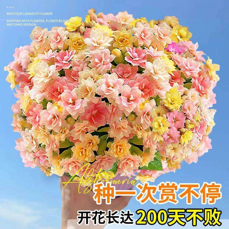 长寿花盆栽重瓣大花变色龙带花苞花苗四季开花绿植物室内桌面花卉,淘宝优惠券,粉丝福利购,淘宝优惠卷