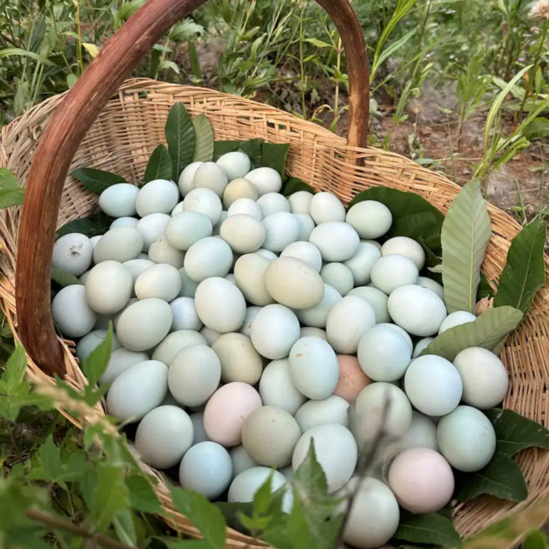 山林绿壳山鸡蛋20枚-50枚新鲜乌鸡蛋40枚正宗农村散养土鸡蛋整箱,淘宝优惠券,粉丝福利购,淘宝优惠卷