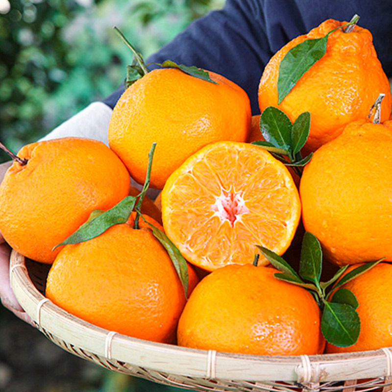 四川春见耙耙柑粑粑柑杷杷柑新鲜水果整箱10当季橘甜爆汁年货节,淘宝优惠券,粉丝福利购,淘宝优惠卷