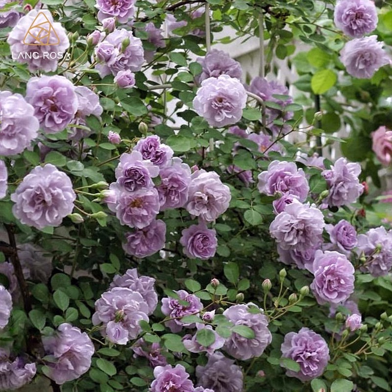 蓝色阴雨粉龙沙宝石蔷薇花苗藤本月季爬藤植物四季开花卉盆栽玫瑰 - 图1