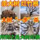 Powerful root remover for big tree rotten roots | Thousands of people collected it