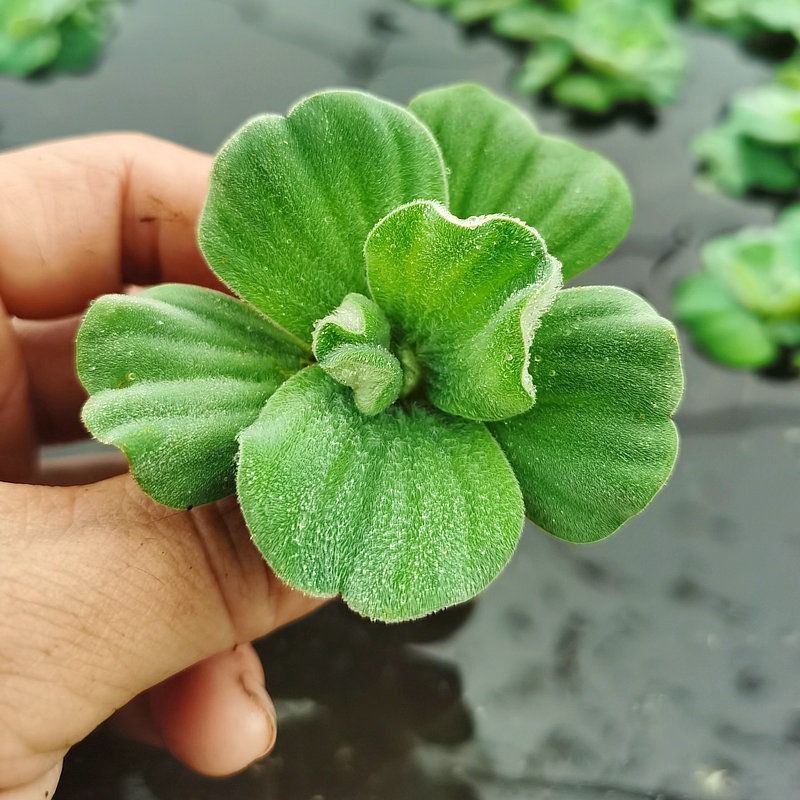 养鱼养龟鱼缸小浮萍水草水芙蓉水培水生植物种子龟缸绿植造景淡水 - 图1