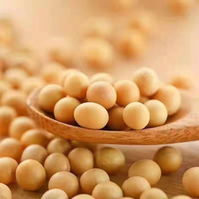 绥才大豆5斤装当季现货