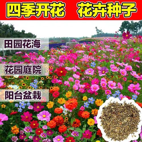 野花组合种子四季开花耐寒花籽波斯菊格桑花易活庭院室外花种籽子-图2