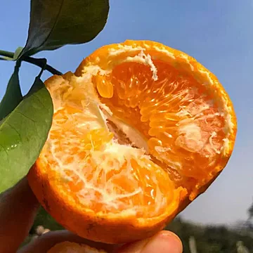 正宗眉山春见耙耙柑*4.5斤[1元优惠券]-寻折猪