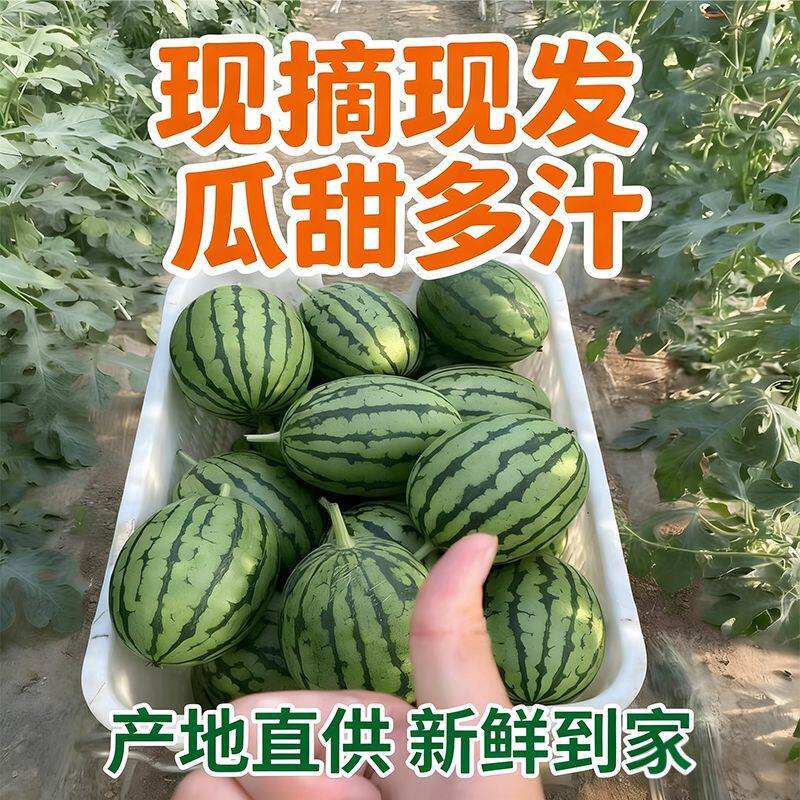 果园直发新鲜西瓜2k早春红玉西瓜手撕薄皮一整箱有籽无籽水果糖丸