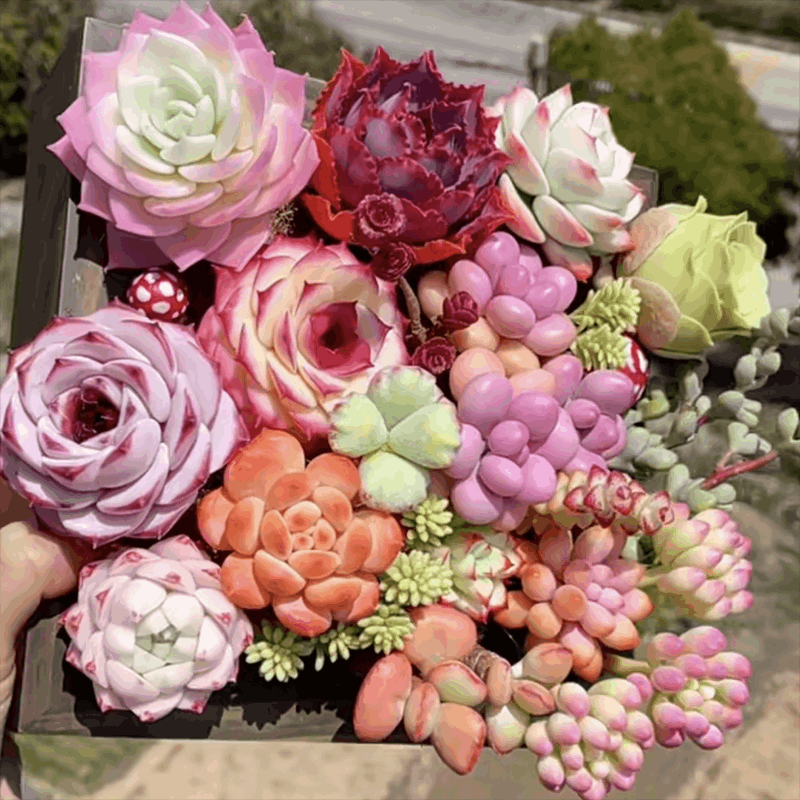 精品奶酪多肉植物室内盆栽绿植稀有品种汤圆小肉肉花卉植物好养活