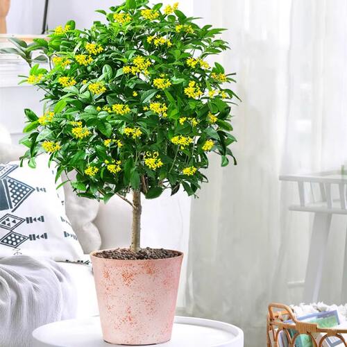 四季桂花树苗花卉绿植盆栽室内植物浓香阳台庭院开花金桂耐寒花期 - 图1