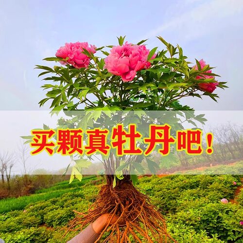 牡丹花苗盆栽洛阳正宗大苗花种老桩庭院花卉重瓣室内外牡丹花树苗 - 图1