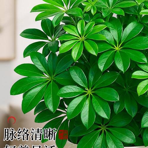 鸭脚木盆栽绿植八方来财植物发财树客厅旺宅室内招财桌面盆景四季 - 图2