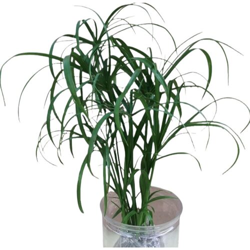 水培植物水竹盆栽旱伞草风车草水生鱼缸养挺水植物庭院棕竹 - 图3