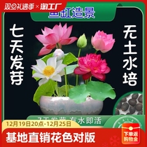Season Blossom Bowl Lotus Seed Hydroponic Plant Flower Indoor Patio Fish water Lotus Lotus Lotus Lotus potted plants