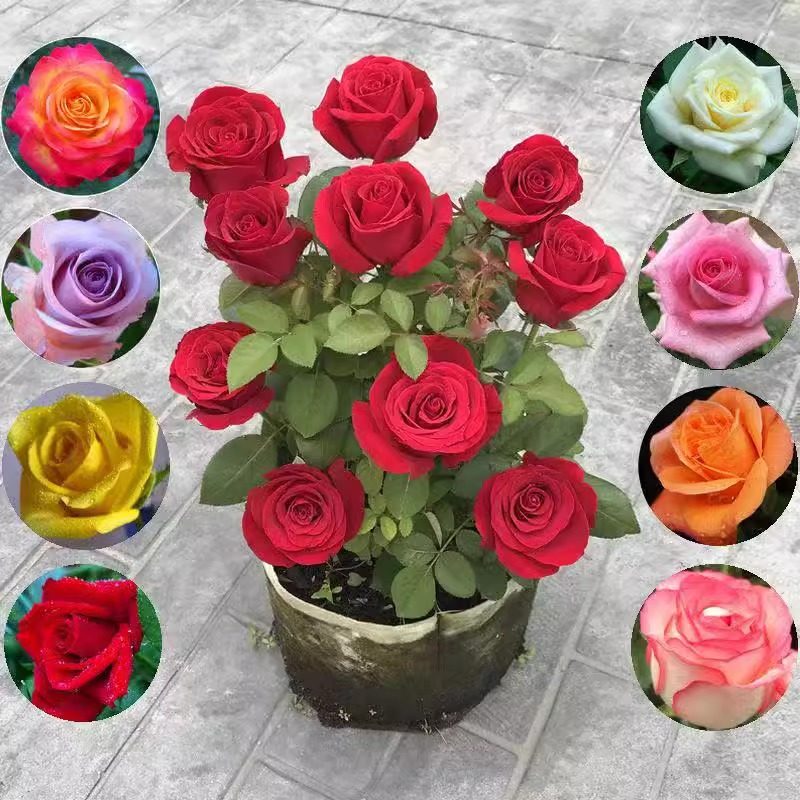 正宗玫瑰花苗盆栽老桩浓香特大花室内外耐寒蔷薇月季花卉四季开花,淘宝优惠券,粉丝福利购,淘宝优惠卷