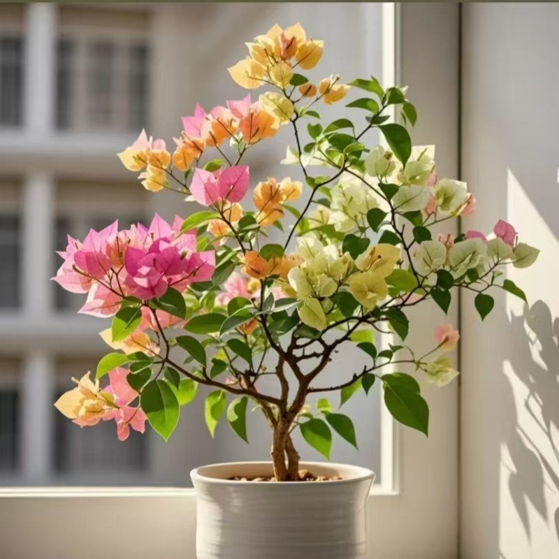 【网红爆款】正宗三角梅老桩苗基地直发盆栽四季好养花卉绿植花园 - 图2